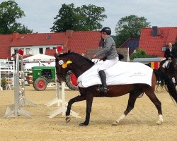 Springpferd My Calero G (Hannoveraner, 2007, von Crazy Classic)