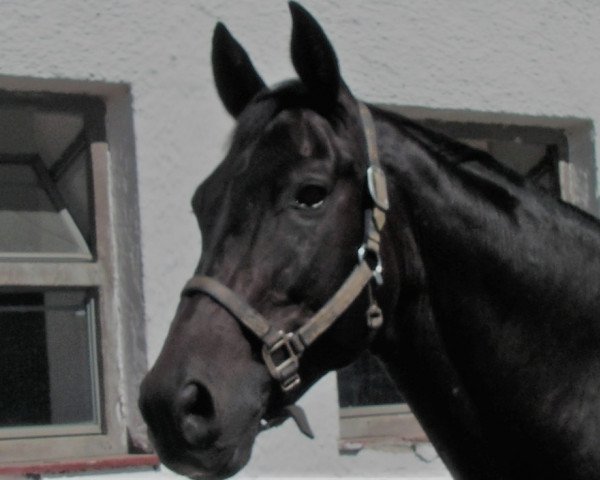 horse Tambourin 007 (Trakehner, 1989, from Marius)