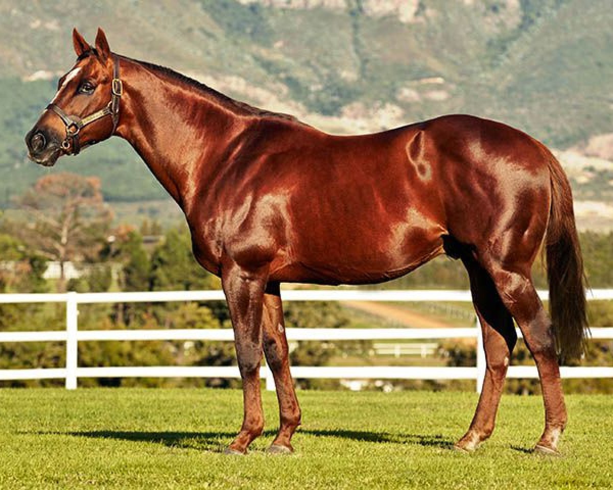 Deckhengst Horse Chestnut xx (Englisches Vollblut, 1995, von Fort Wood xx)