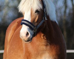 Zuchtstute Annika (Haflinger, 2011, von Albano (25% ox))