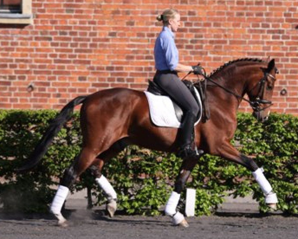 Dressurpferd San Bernadino 3 (Hannoveraner, 2006, von Sandro Hit)