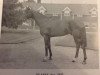 stallion Plassy xx (Thoroughbred, 1932, from Bosworth xx)