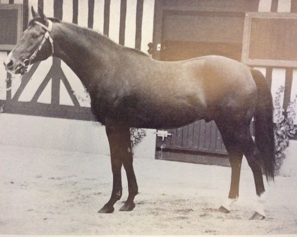 stallion O'Grady xx (Thoroughbred, 1953, from Relic xx)