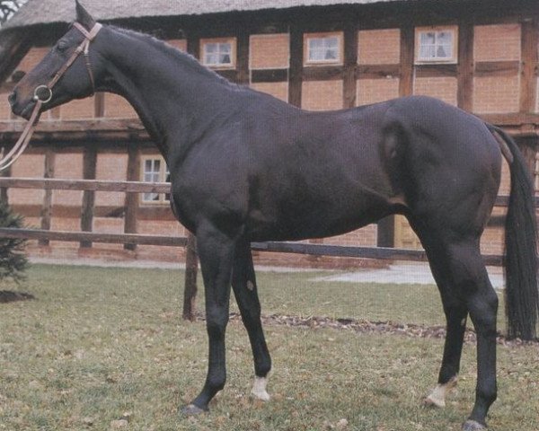 stallion Rieko xx (Thoroughbred, 1971, from O'Grady xx)