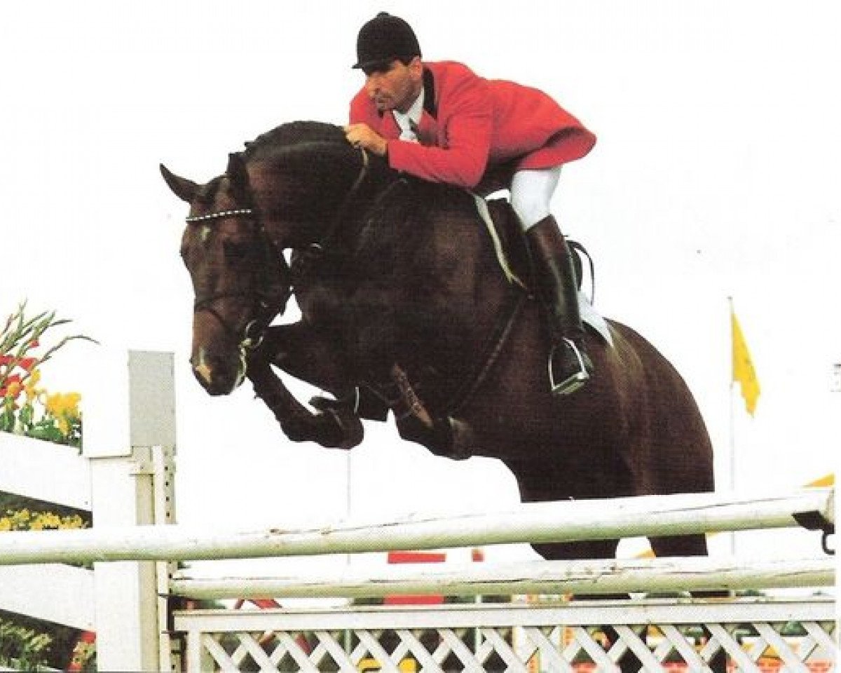 Deckhengst Enrico AA (Anglo-Araber, 1986, von Fast AA)