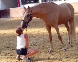 Springpferd Gero (Deutsches Reitpony, 1998, von FS Golden Moonlight)