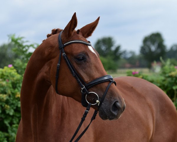 broodmare Sternchen (Hanoverian, 2011, from Shakespeare in Love)
