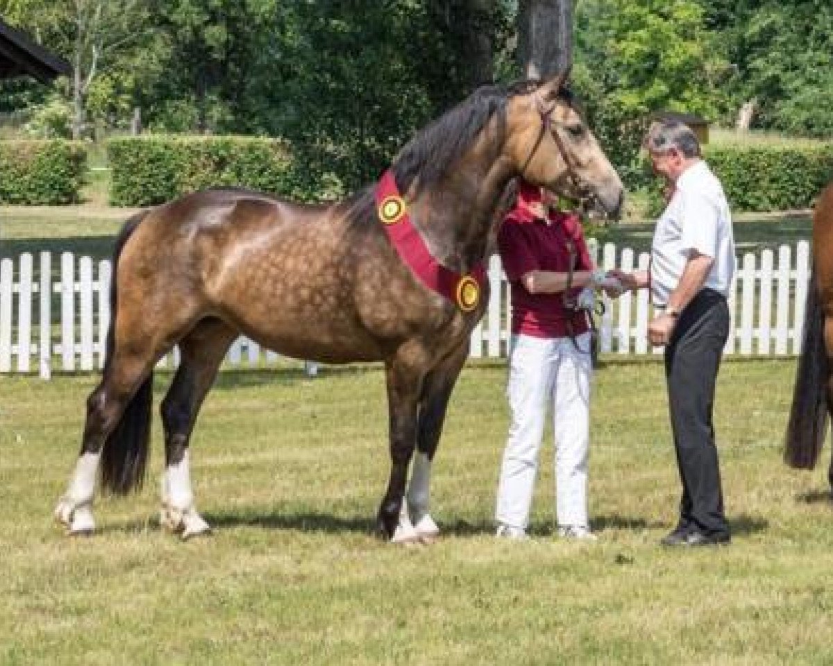 Zuchtstute Julie Couer (Welsh-Cob (Sek. D), 2012, von Llaun Braint Euros)