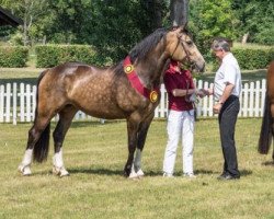 Zuchtstute Julie Couer (Welsh-Cob (Sek. D), 2012, von Llaun Braint Euros)