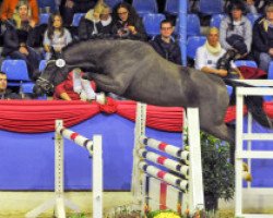 stallion Magic Friday B WE (German Riding Pony, 2015, from Magic Cornflakes)