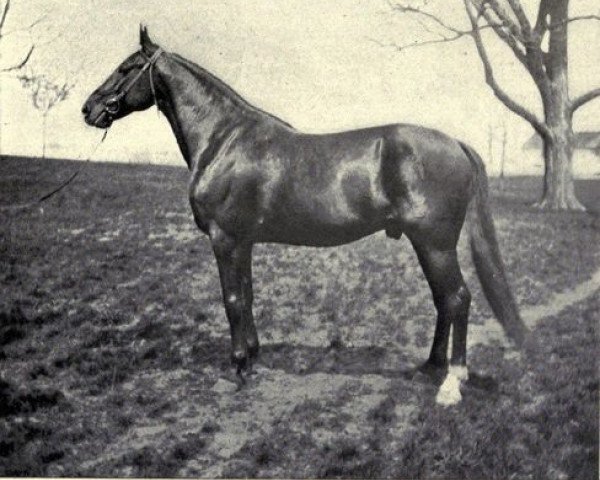 stallion Walnut Hall 31641 (US) (American Trotter, 1898, from Conductor 12256 (US))