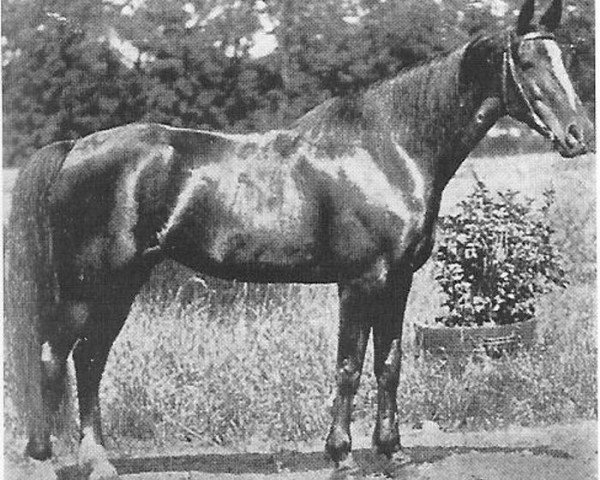 broodmare Auguste Norton (NL) (Traber, 1933, from Norton B (NL))