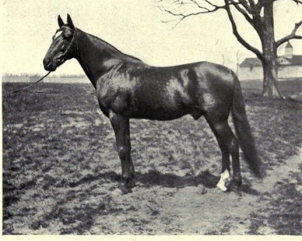 stallion Moko 24 457 (US) (American Trotter, 1893, from Baron Wilkes 4758 (US))
