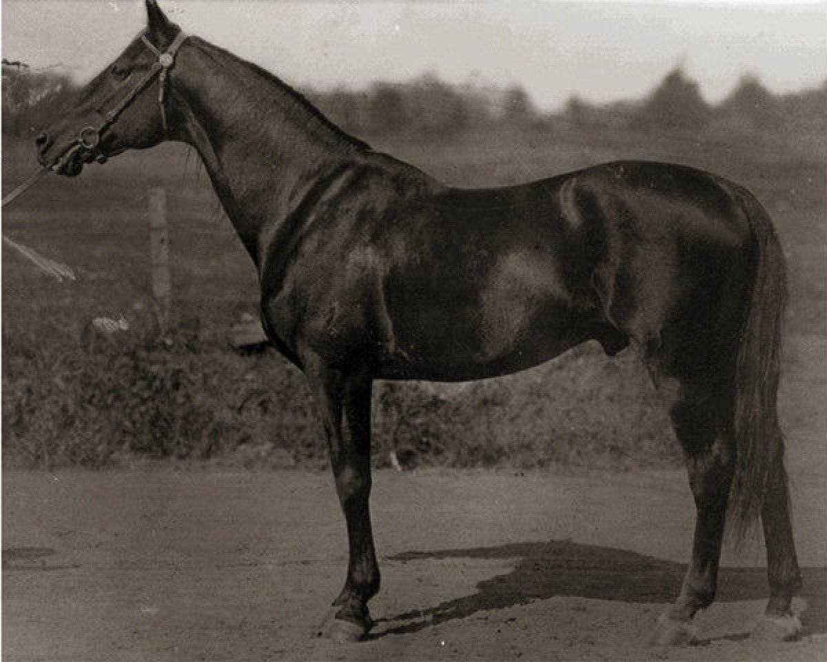 Deckhengst McKinney 8818 (US) (Amerikanischer Traber, 1887, von Alcyone 732 (US))
