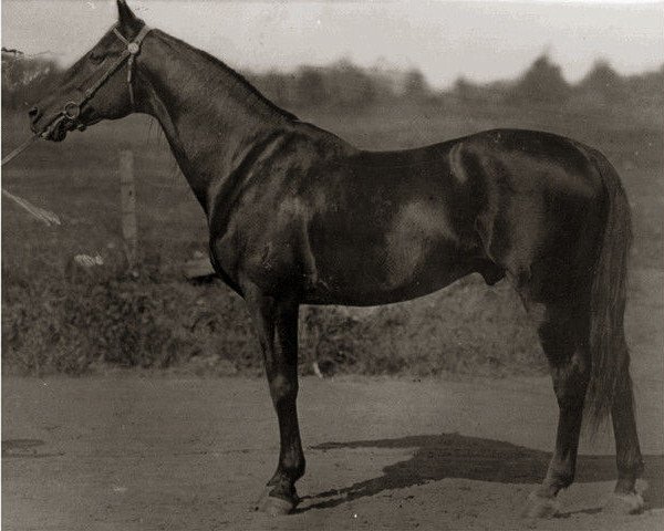 stallion McKinney 8818 (US) (American Trotter, 1887, from Alcyone 732 (US))