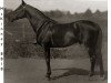 stallion McKinney 8818 (US) (American Trotter, 1887, from Alcyone 732 (US))