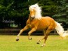 Pferd Astrobin van het Bakkershof (Haflinger, 2007, von Arachon)