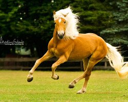 horse Astrobin van het Bakkershof (Haflinger, 2007, from Arachon)