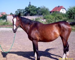 broodmare Pikörs Pia (Saxony-Anhaltiner, 1992, from Pikör)