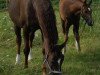 broodmare Royal Robina (Hanoverian, 2001, from Rohdiamant)