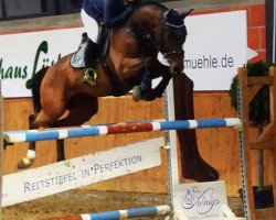 jumper Stakkih (Oldenburg show jumper, 2007, from Stakkato)