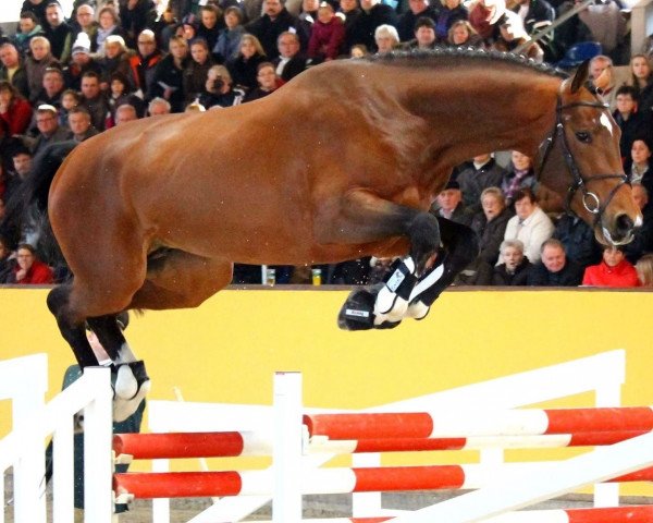 stallion Novum (Oldenburg show jumper, 2012, from Numero Uno)