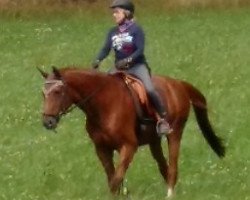 dressage horse Donovan 71 (Württemberger, 1996, from Dornenkönig)