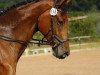 jumper Indiana (KWPN (Royal Dutch Sporthorse), 2013, from Charmeur)