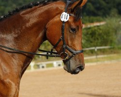 jumper Indiana (KWPN (Royal Dutch Sporthorse), 2013, from Charmeur)