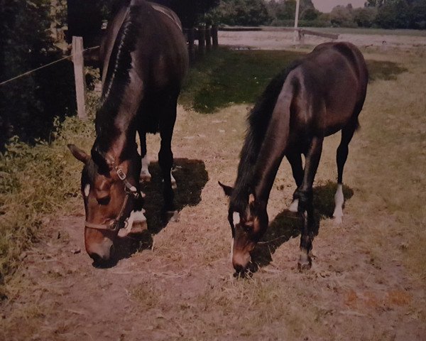 Zuchtstute Chanel (Hannoveraner, 1992, von Calypso II)