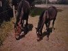 broodmare Chanel (Hanoverian, 1992, from Calypso II)