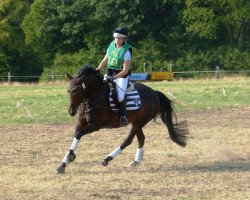 Springpferd Sienna 36 (Deutsches Reitpony, 2009, von Verdi)