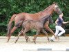 broodmare Davinda (Oldenburg, 2015, from Finest)