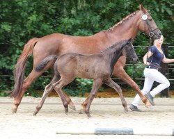 broodmare Davinda (Oldenburg, 2015, from Finest)