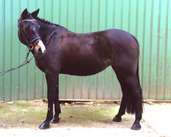 Springpferd Zuckerpuppe 42 (Pony ohne Rassebezeichnung, 2006)