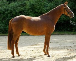 broodmare D'Elegance (Hanoverian, 2010, from Don Romantic)