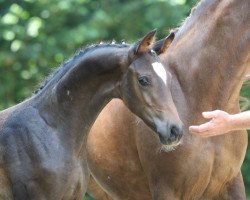 dressage horse For Romantic (Oldenburg, 2017, from For Dance)