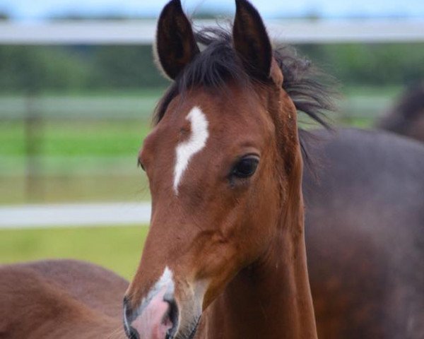 Pferd Pokerface GS (Deutsches Reitpony, 2016, von Palolo Kid)