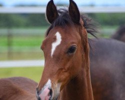 horse Pokerface GS (German Riding Pony, 2016, from Palolo Kid)