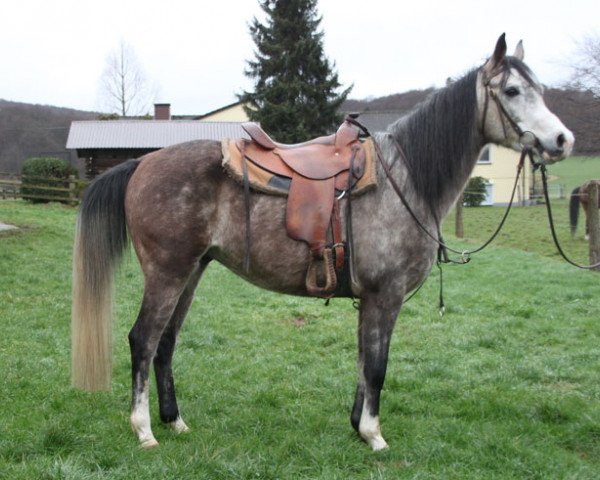 horse Pilgrim (Arabian thoroughbred, 2014)