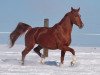 dressage horse Quandora (German Sport Horse, 2004, from Quaterman I)