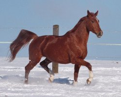 Dressurpferd Quandora (Deutsches Sportpferd, 2004, von Quaterman I)