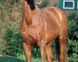 dressage horse Le Louvre 3 (Hanoverian, 2004, from Lauries Crusador xx)