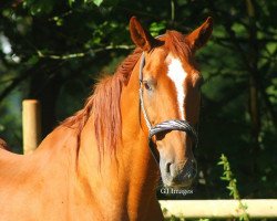 horse Winzig (Hanoverian,  , from Wendig)