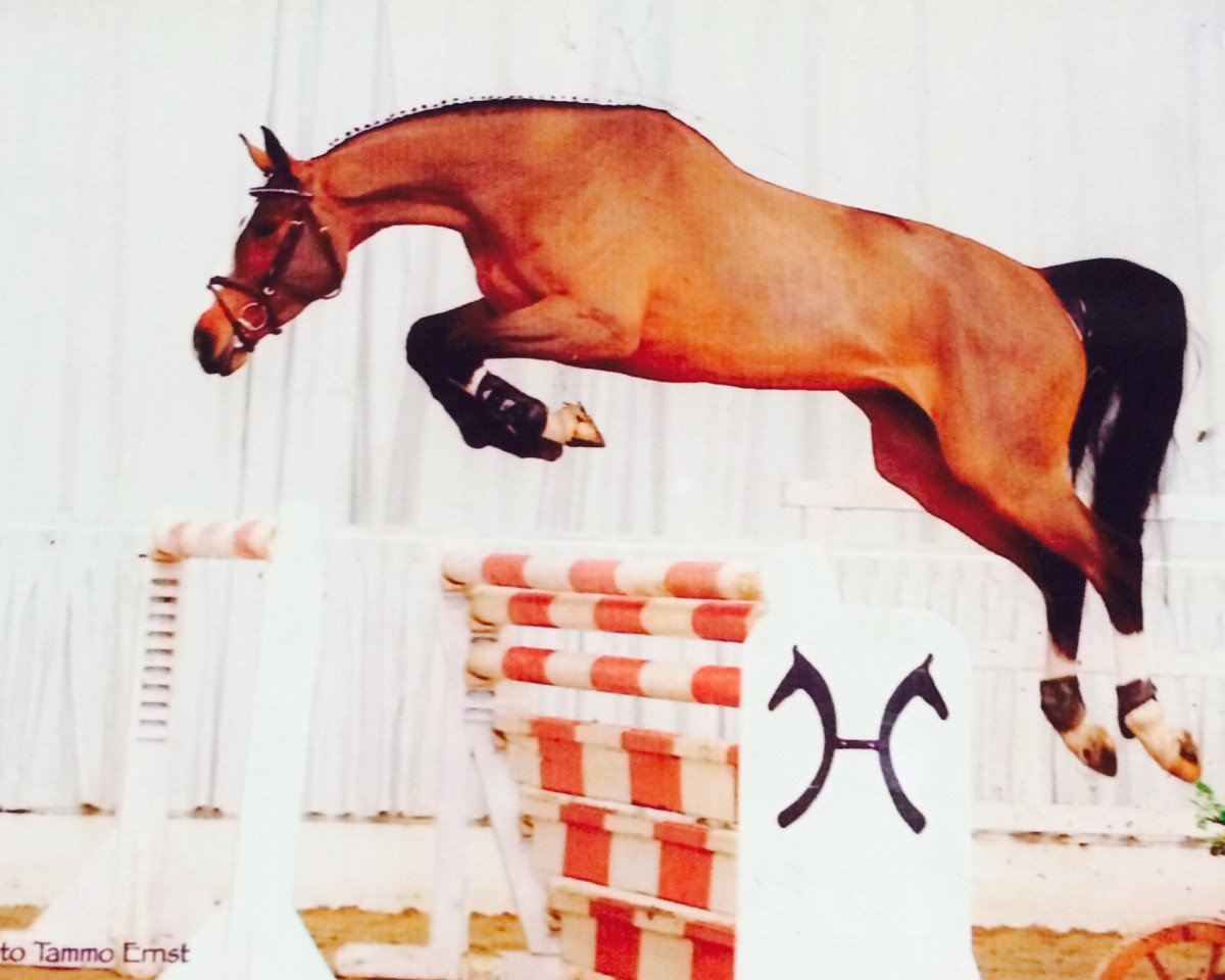 jumper Bellamie H (Hanoverian, 2006, from Balou du Rouet)