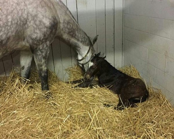 Pferd Stute von California Chrome xx (Englisches Vollblut, 2018, von California Chrome xx)