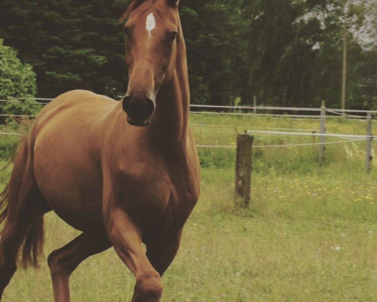 dressage horse Sun Fire 3 (Mecklenburg, 2007, from Sunman)