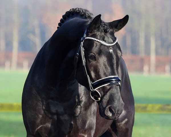 stallion Morricone II (Oldenburg, 2015, from E.H. Millennium)