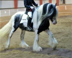 Deckhengst Nordlicht's Le Ninja (Tinker / Irish Cob / Gypsy Vanner, 2005)