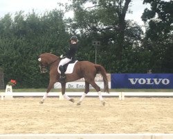 dressage horse Elfe (Hanoverian, 1997, from Escudo I)